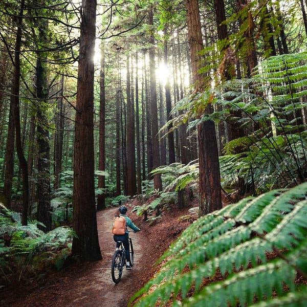 Redwoods mountain 2024 bike park